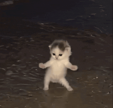 Dancing cat